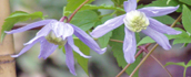 clematis