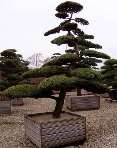 ilex crenata etagenbaum